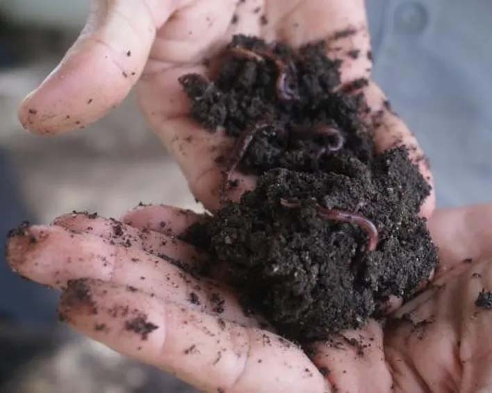Imagem sobre húmus de minhoca e seu uso como adubo natural