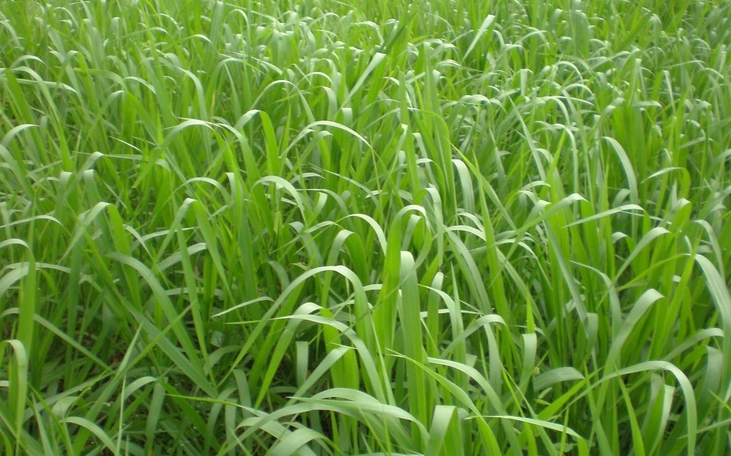 Basilisk (Brachiaria decumbens)