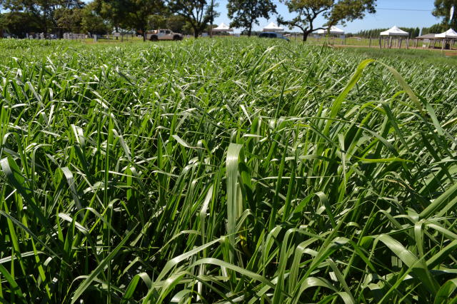 Piatã (Brachiaria brizantha)