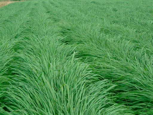 Massai (Panicum maximum)