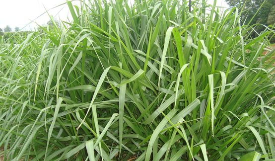 Xaraés MG5 (Brachiaria brizantha)